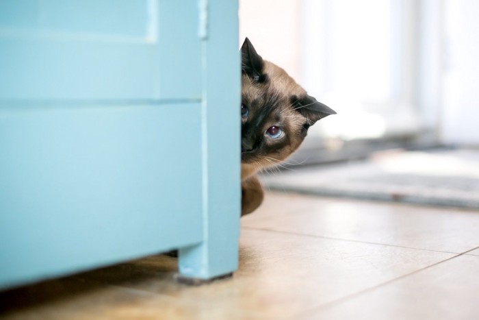 物陰から覗く猫