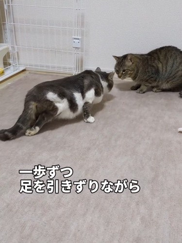 足を引きずって歩く猫