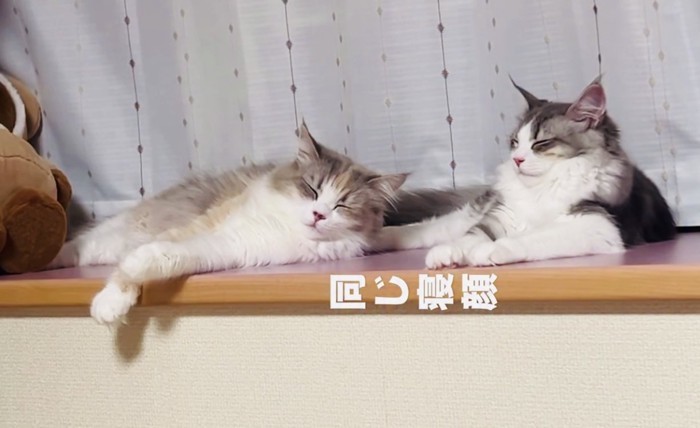 窓際で寝るママ猫と子猫