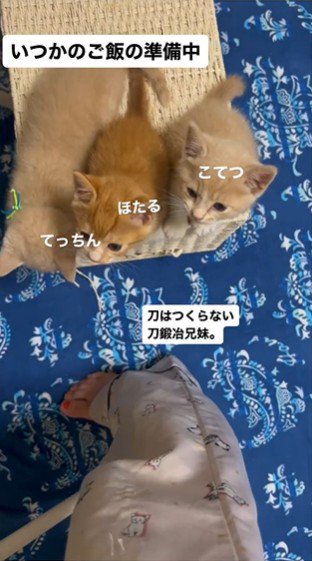 人の足元で鳴いている3匹の子猫