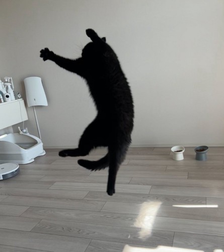 ジャンプする黒猫
