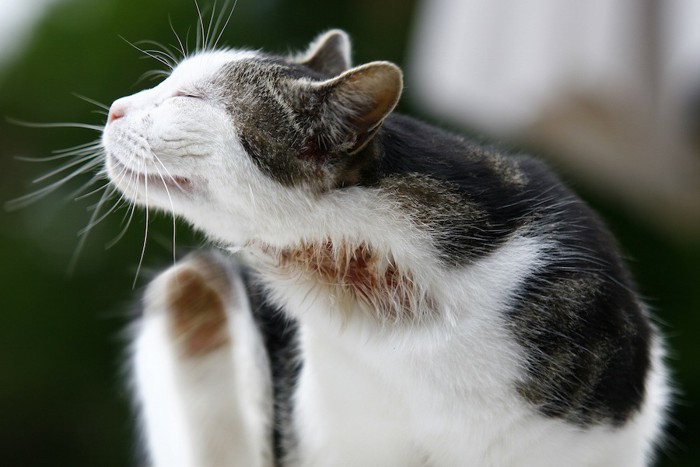 首元を足で掻く猫