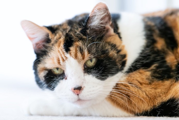 不機嫌そうな顔の三毛猫