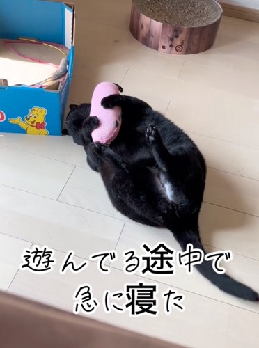 しっぽを揺らす猫