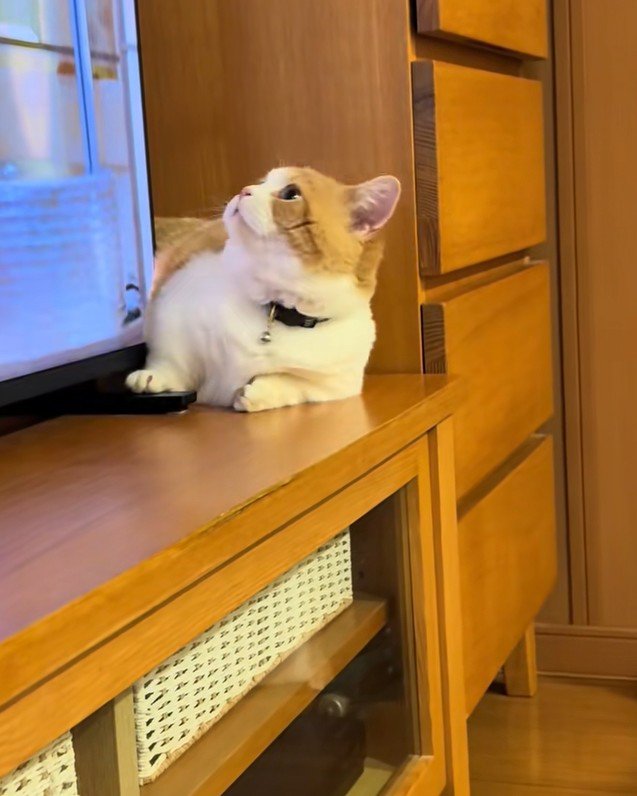 視線をそらす子猫