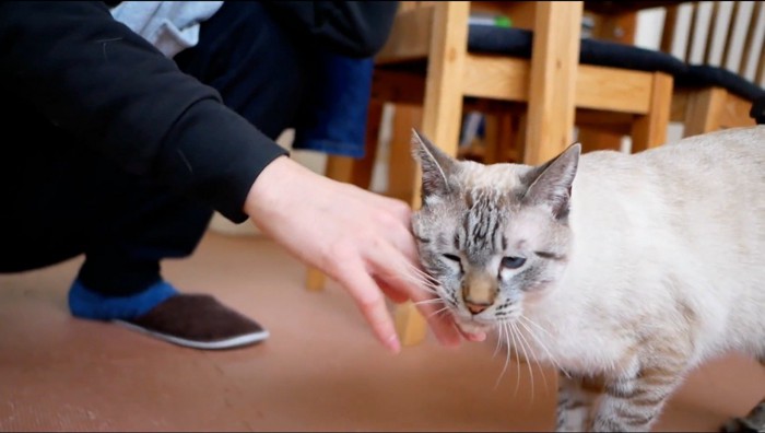 飼い主の手に顔を擦り付ける猫