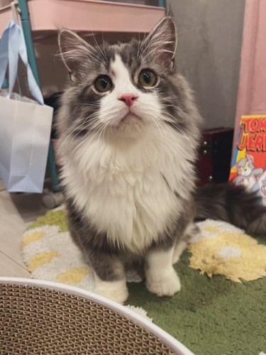 お座りする猫