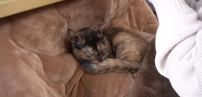 丸くなって寝るサビ猫