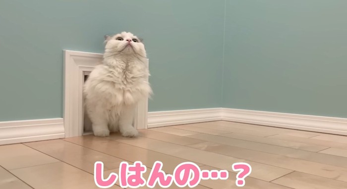 顔を出す猫