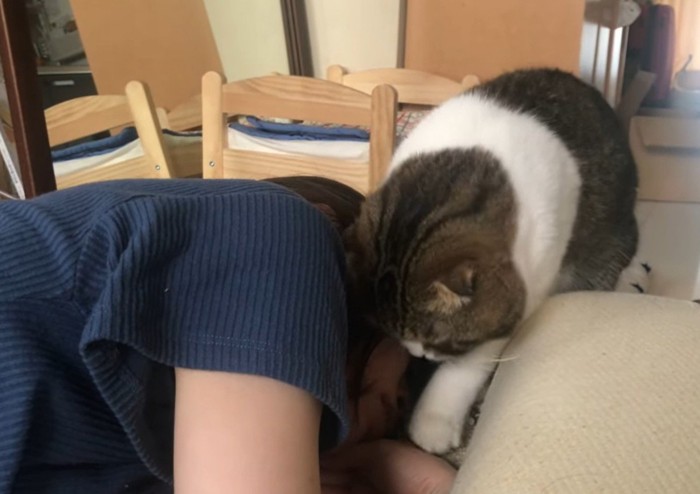 顔を近づける猫