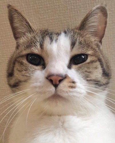 猫の正面写真