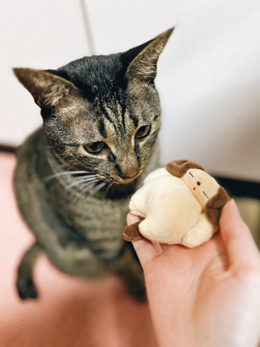 ぬいぐるみを差しだされる猫