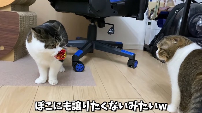 見つめ合う2匹の猫