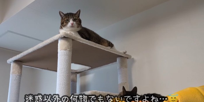 タワーの上の猫