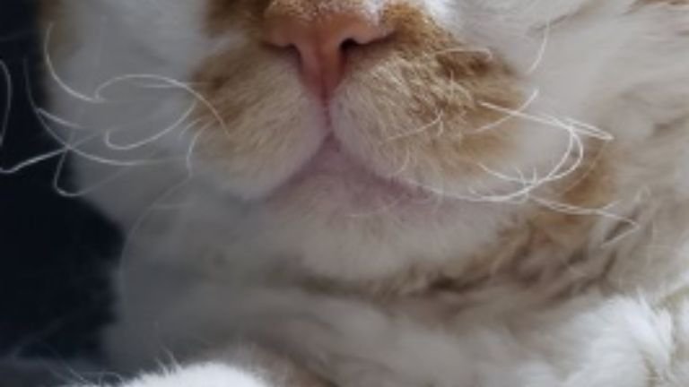 猫のヒゲ