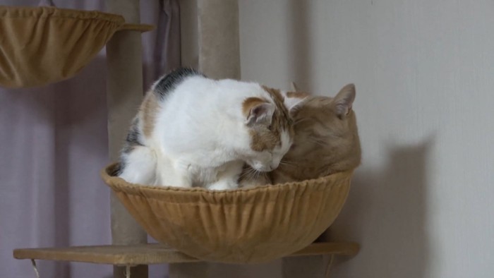 ハンモックにいる2匹の猫