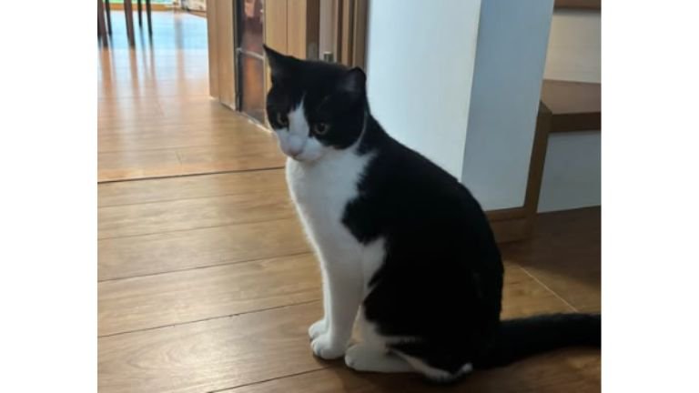 室内にいる猫