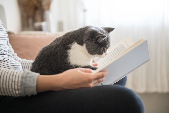 本を読む猫