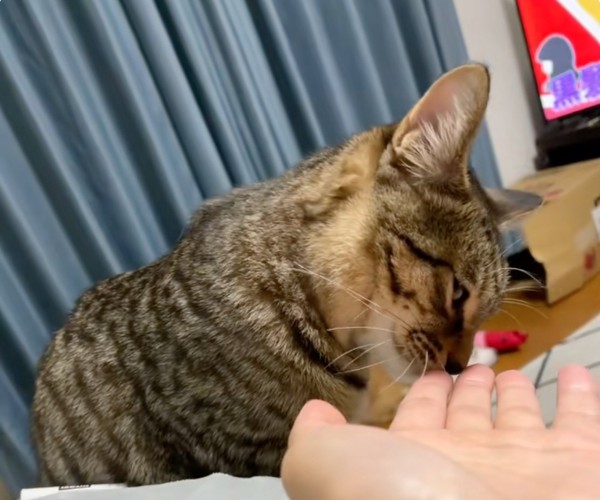 猫ちゃんに手を差し出す飼い主さん