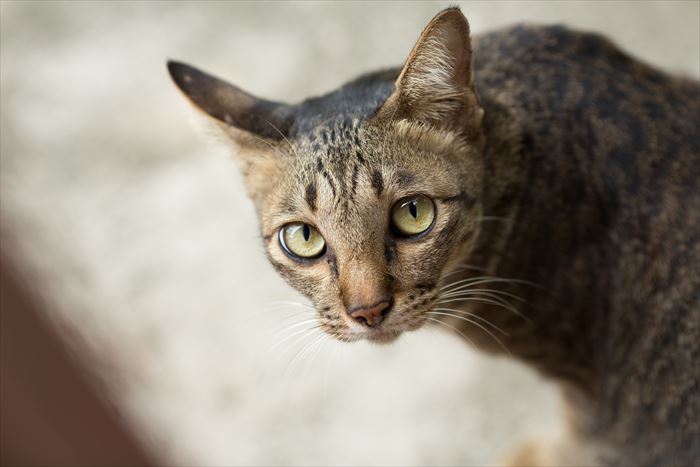 敷地内に侵入している野良猫