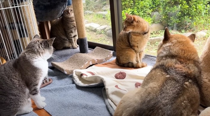 猫3匹、犬1匹(右からの角度)