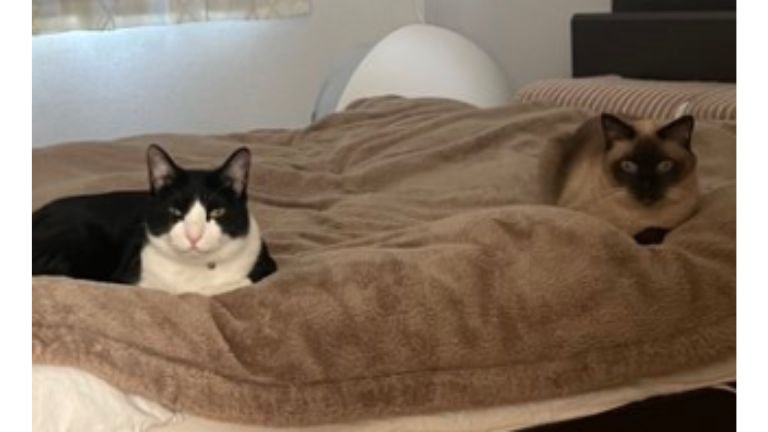 ベッドにいる猫たち