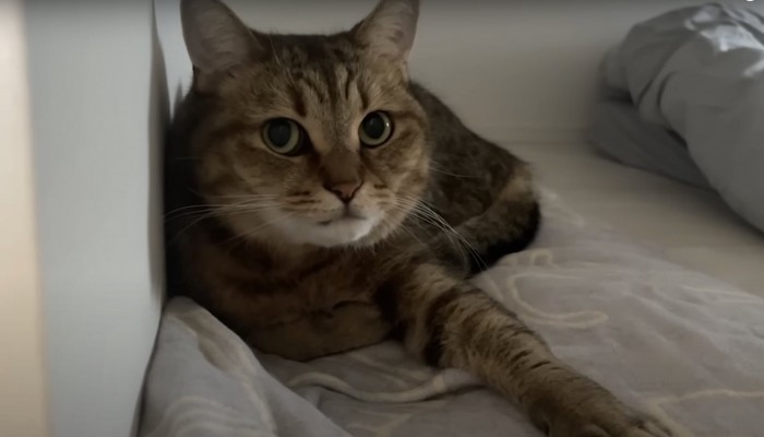 こちらを見る猫