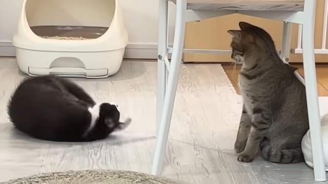 猫の前で体をくねらせる猫