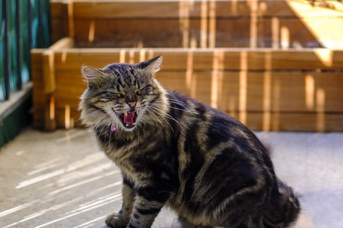 振り返って口を開ける猫