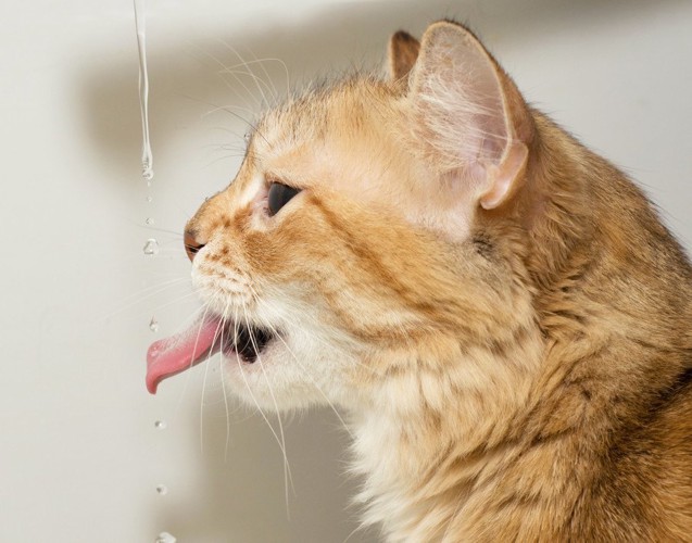 水を飲む猫