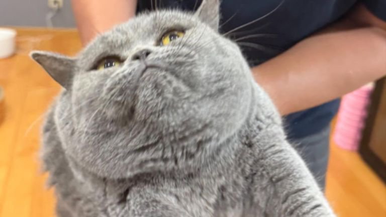 抱かれている猫
