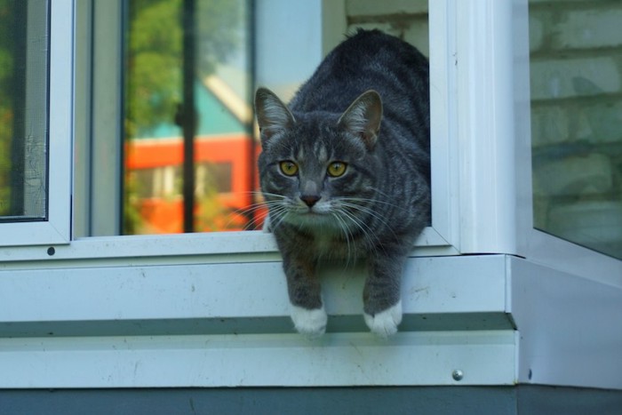 開いた窓から体を乗り出す猫