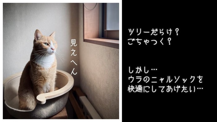 座って窓の方を見る猫