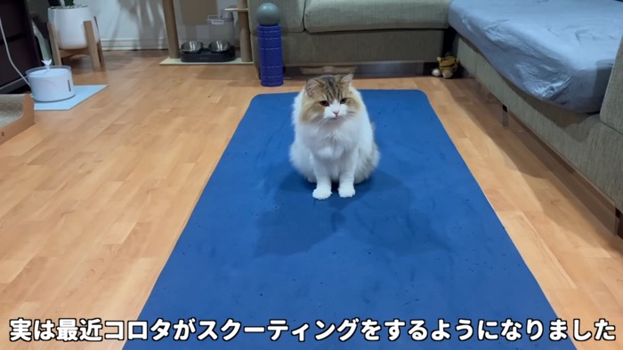 青いマットの上でおすわりする猫