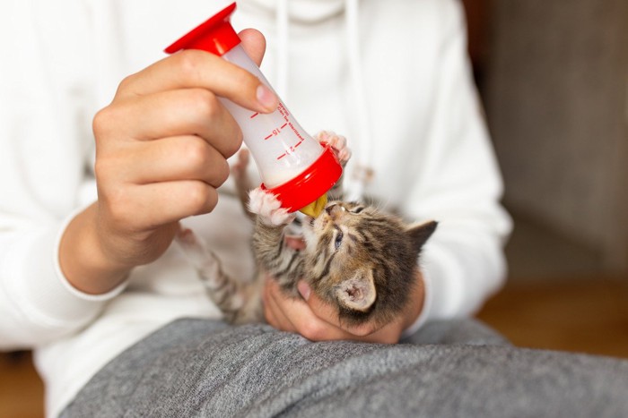 哺乳瓶を吸う子猫