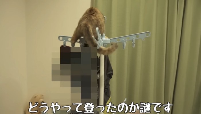 物干しの上