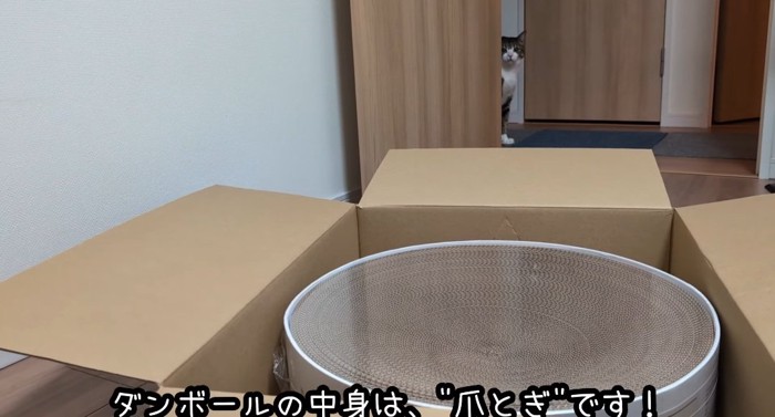 爪とぎを見つめる猫