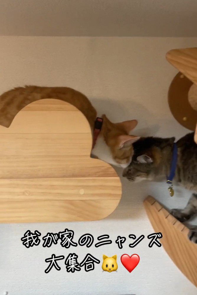 顔を近づける猫たち