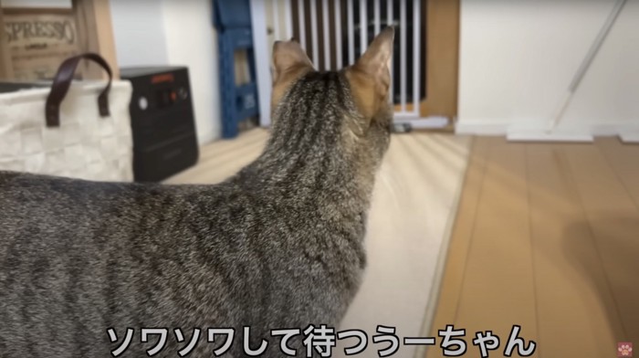 猫の後ろ姿