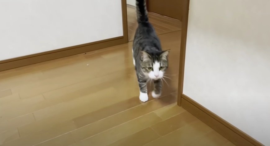 走ってやって来た猫