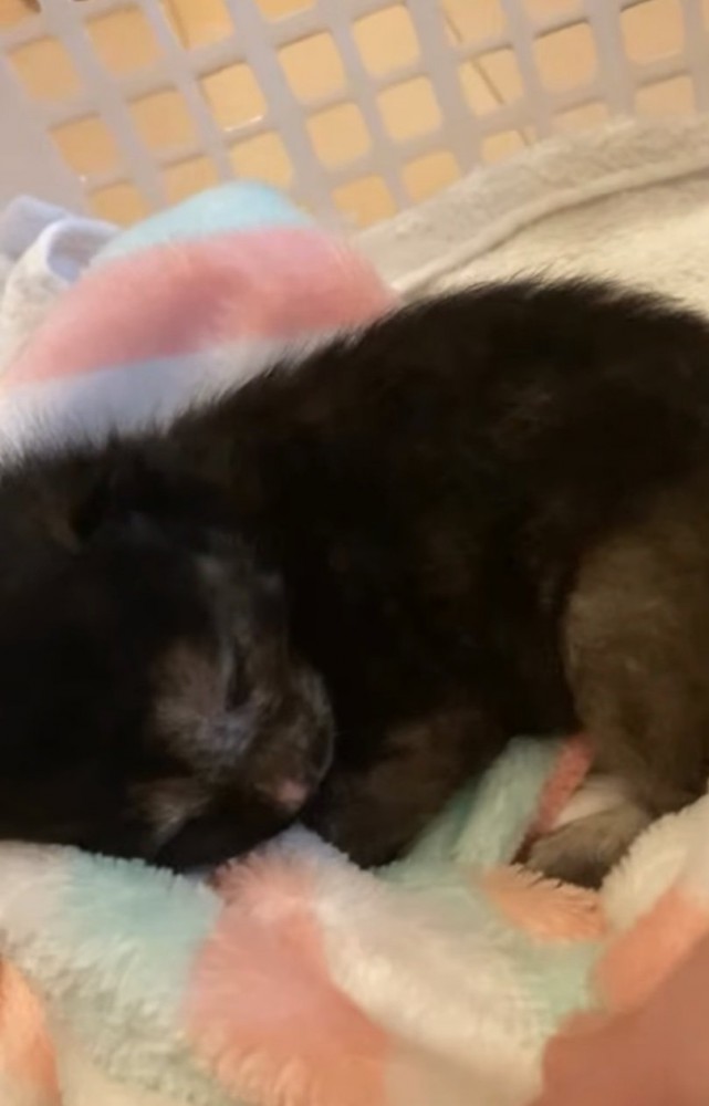 ブランケットの中で眠る小梅ちゃん