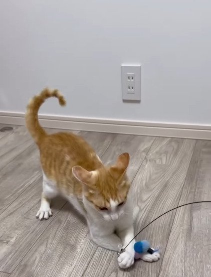 おもちゃを捕まえた善くん