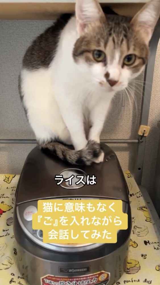 にらみつける猫