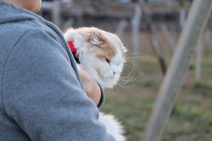 抱かれる高齢の猫