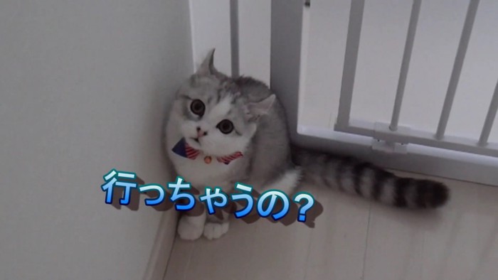 「行っちゃうの？」こちらを見上げる猫