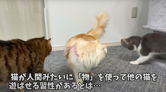 猫三匹