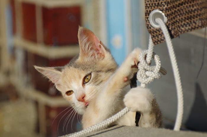 ロープにじゃれる子猫