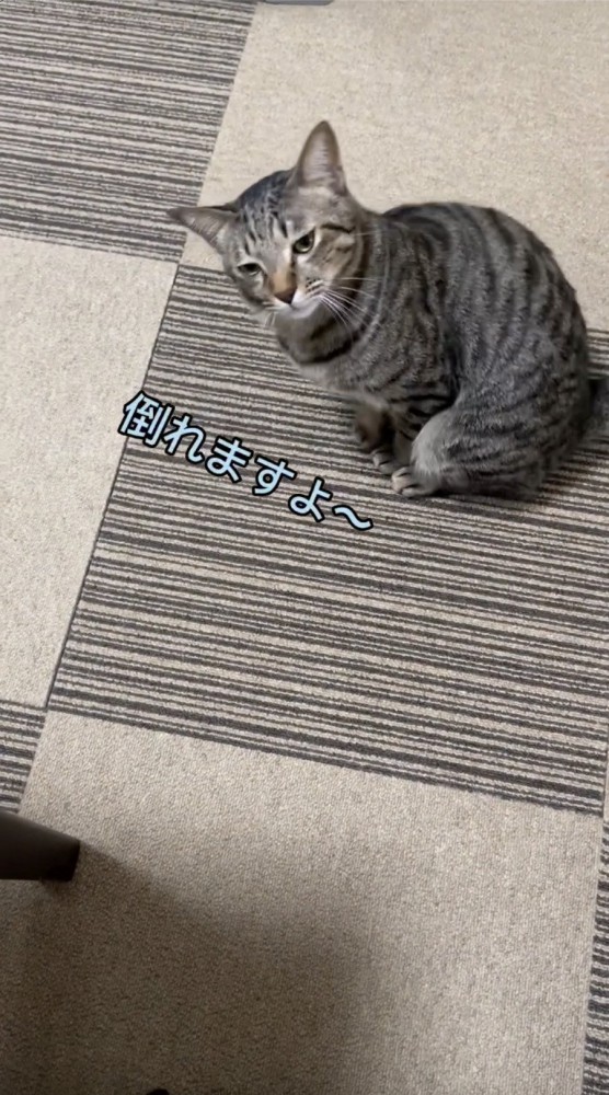 斜めに体を動かす猫