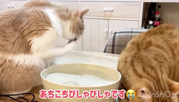 手を舐める猫