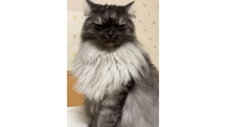 室内にいる猫